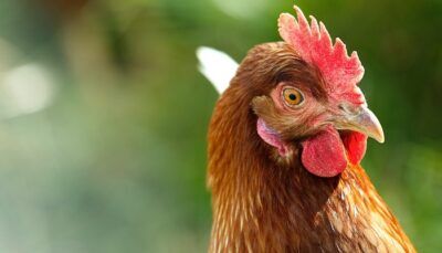 galline-baciare-avvertimento-cdc