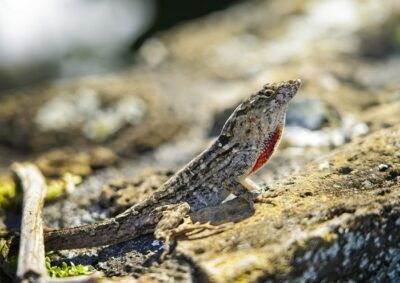 meccanismo lucertole respirare acqua