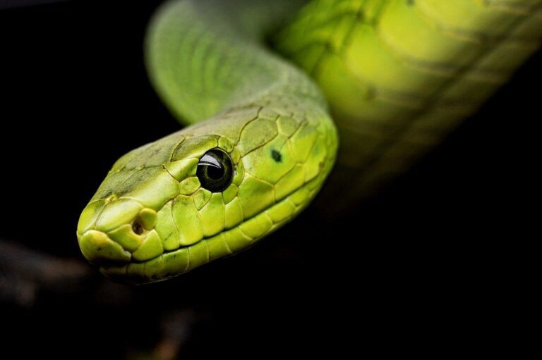 orecchie serpenti