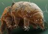 tardigradi, immortali, microrganismi, spazio