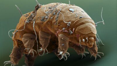 tardigradi, immortali, microrganismi, spazio