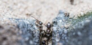 Matchmaking formiche accoppiamento