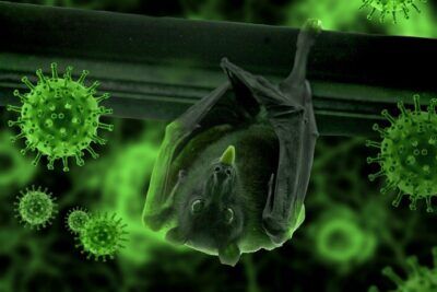 Cina coronavirus pipistrelli
