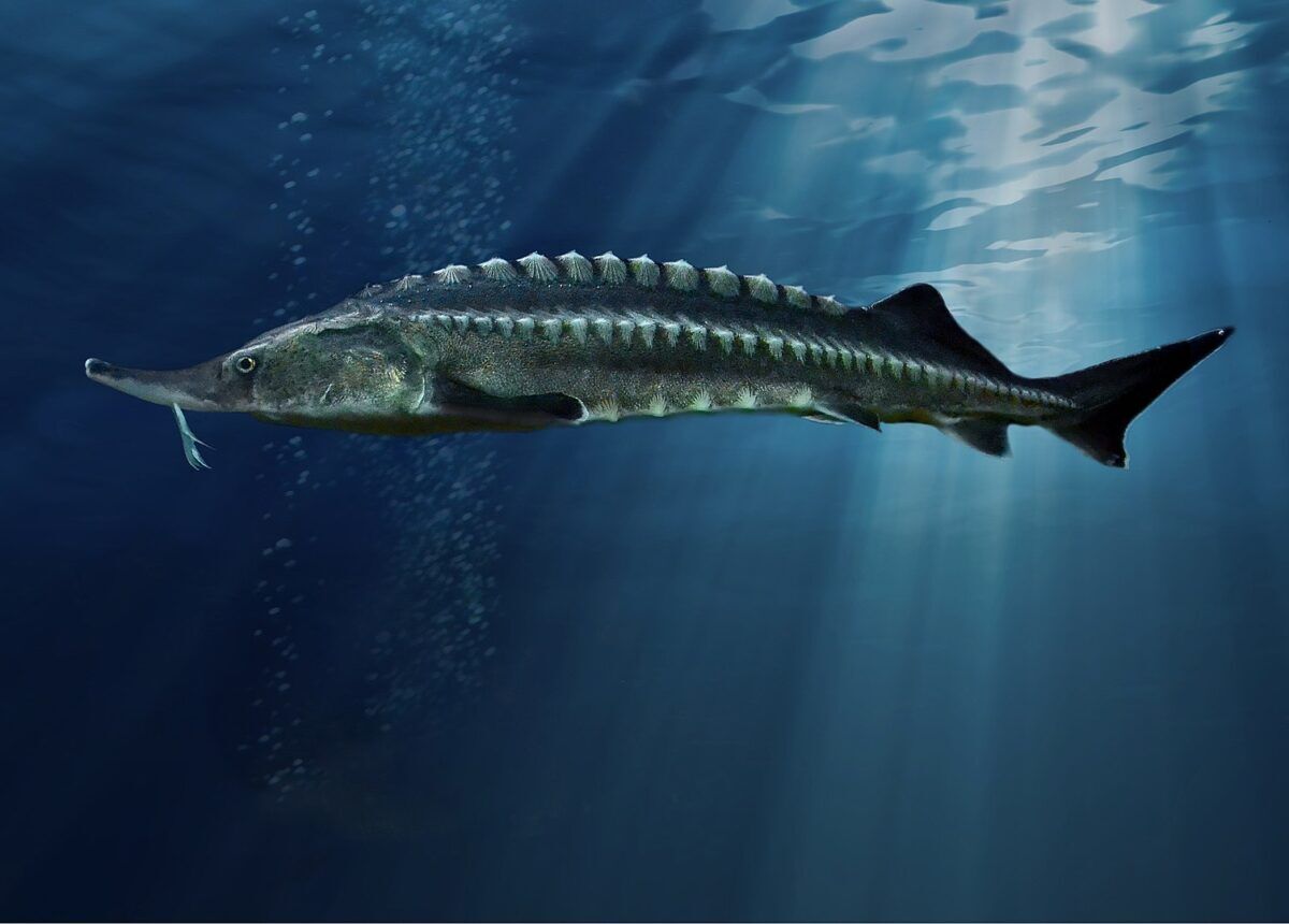 بيلوجا سمك الحفش سمكة عملاقة سمكة ضخمة e1622535613745