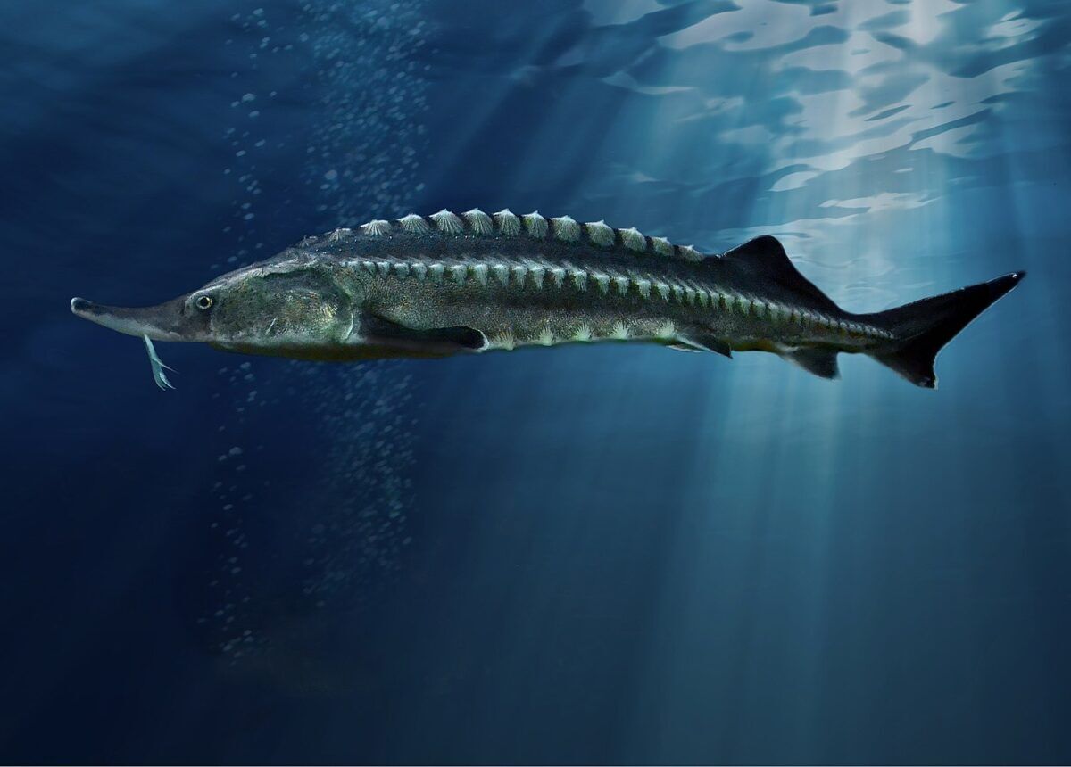 beluga sturgeon huge fish giant fish e1622535613745