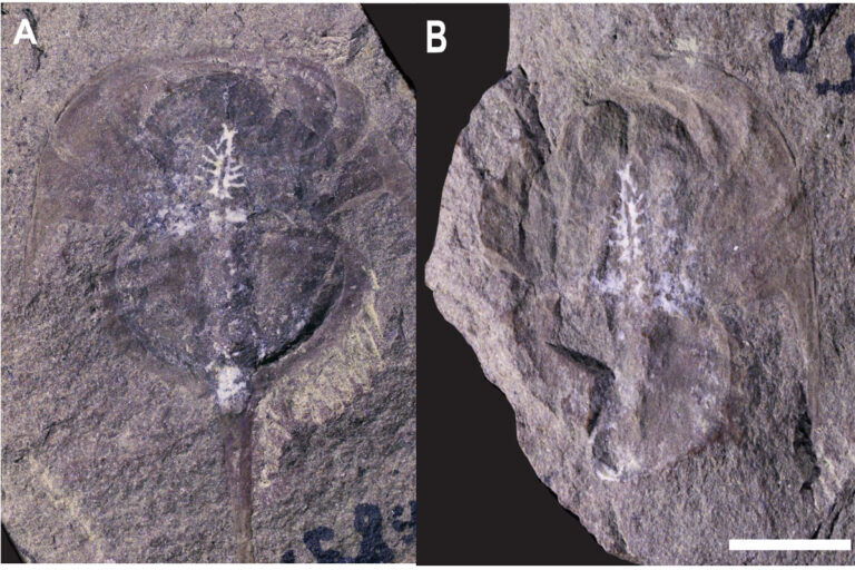 cervello fossile, chelicerati, artropodi