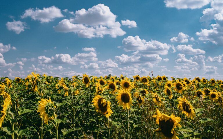 girasoli-nucleare