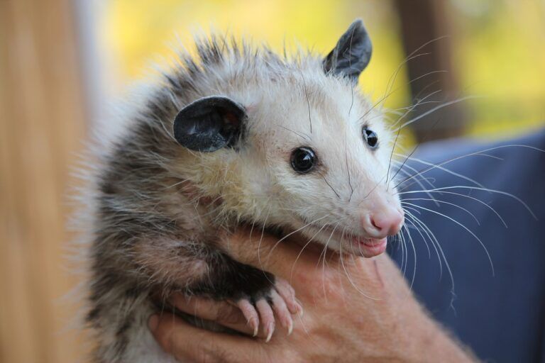 marsupiale geneticamente modificato