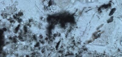 fossili, microfossili, vita aliena,