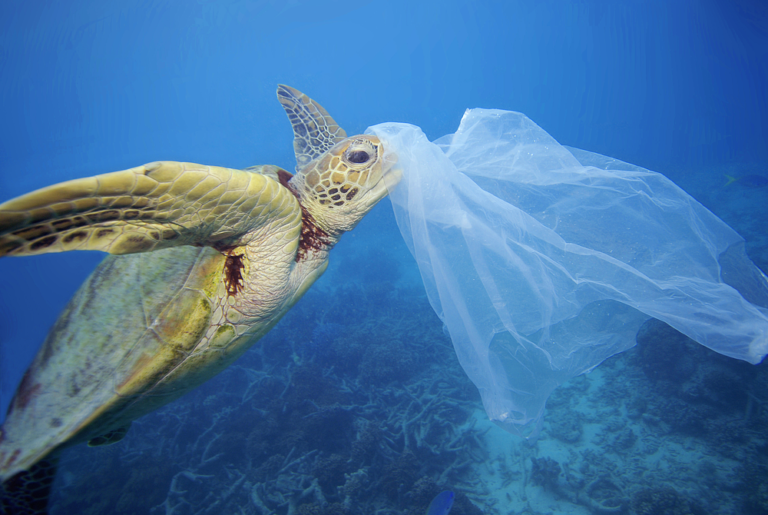 plastica dagli scarti di pesce