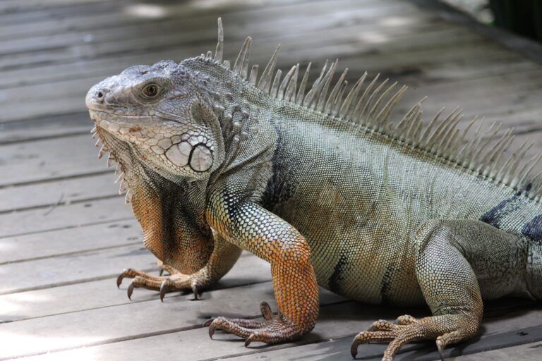 iguana-yacht