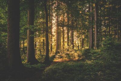 ambiente plastica alberi
