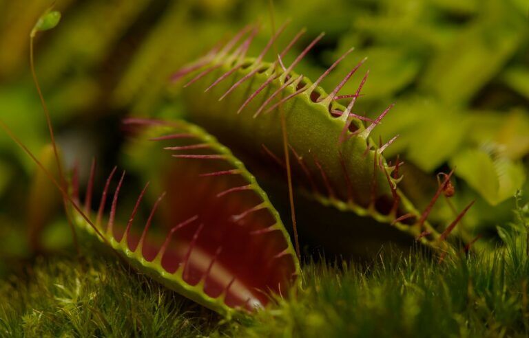 pianta carnivora scienziati
