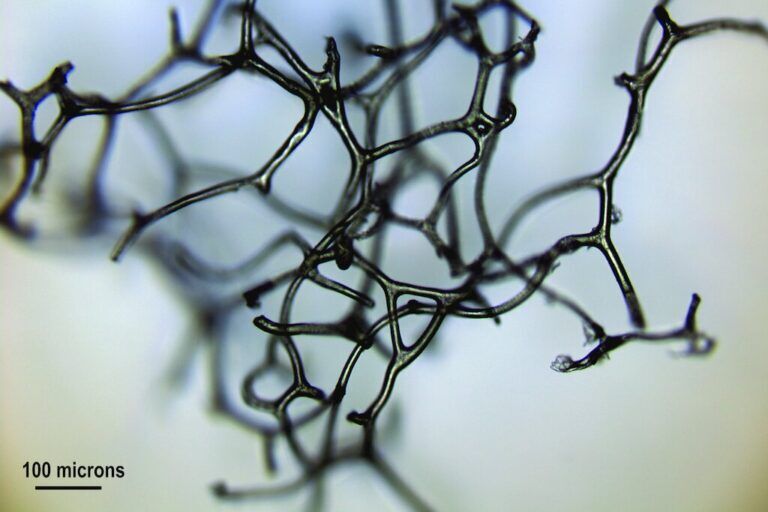 fossile, spugna, vita nimale ancestrale