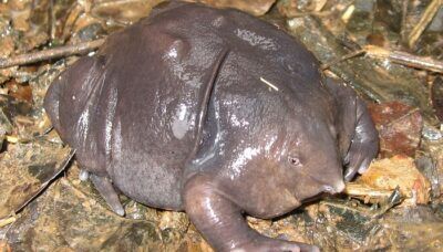 5-animali-strani-bizzarri-natura