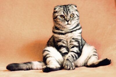 gatto strisce genetica