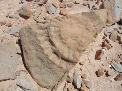 fossile, lucertola, atacama, chile