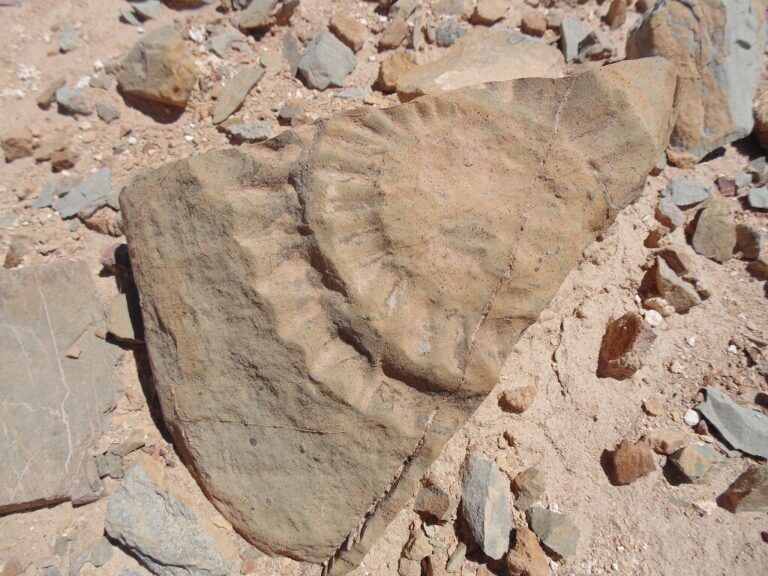 fossile, lucertola, atacama, chile