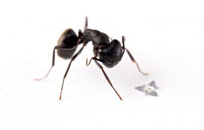 microchip