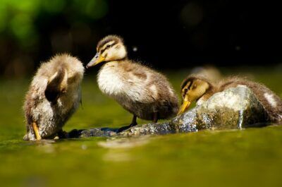 animali crisi climatica forma