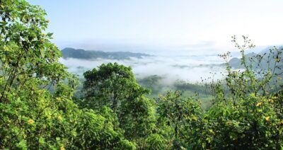 facebook foresta pluviale amazzonica marketplace