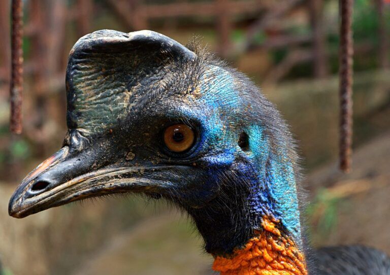 uccello pericoloso, preistoria, esseri umani, allevamento