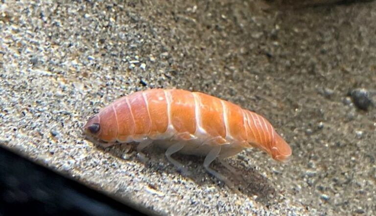 crostaceo-sushi