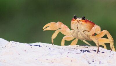 granchi-evoluzione-specie-nuovi