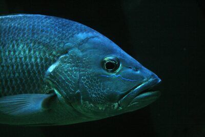 pesce-psicopatia