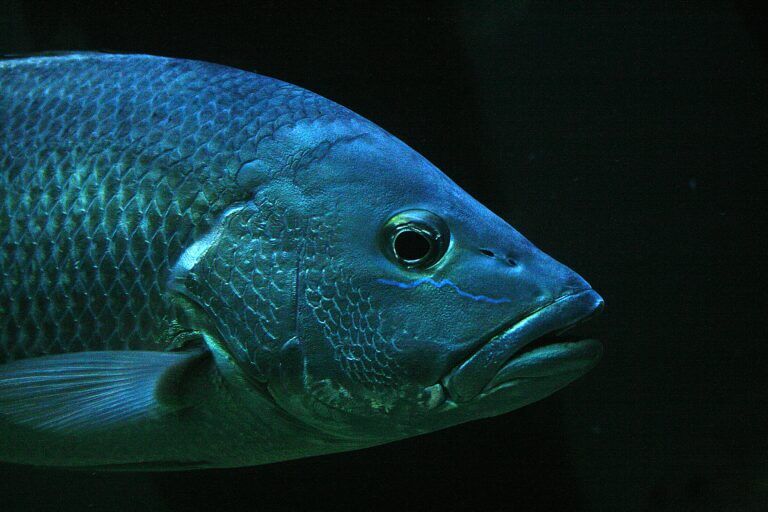 pesce-psicopatia