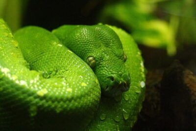 diversità serpenti storia Terra