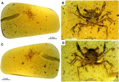archeologia granchio storia crostacei