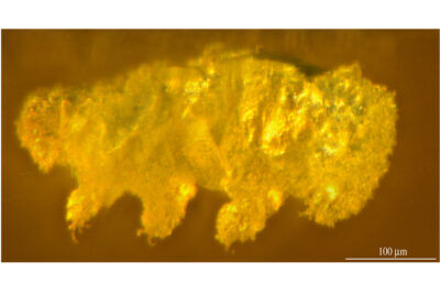 tardigrado, tardigradi