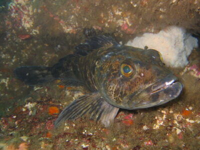 pesce Lingcord denti