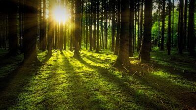 darwin conservazione foreste
