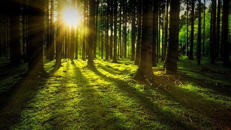 darwin conservazione foreste
