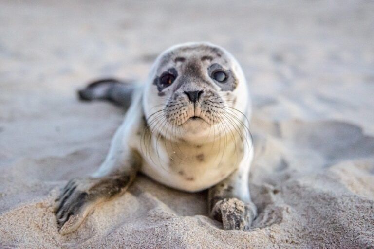 cuccioli di foca