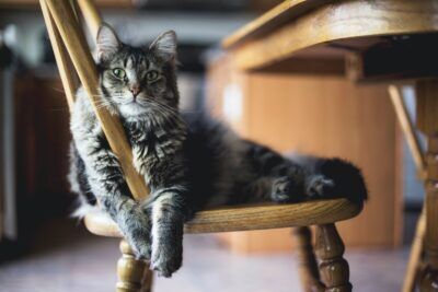 gatti
