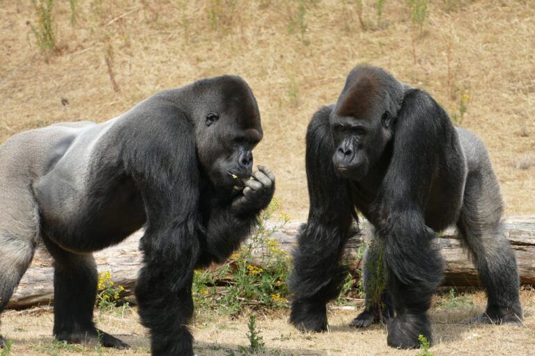 gorilla-covid-19