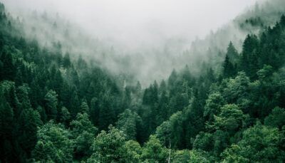 terremoti-favoriscono-crescita-alberi