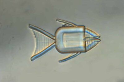 micro-robot