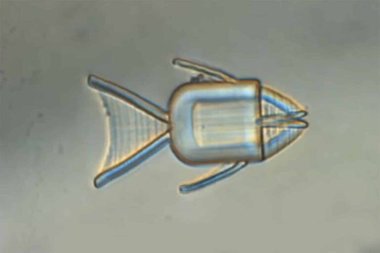 micro-robot