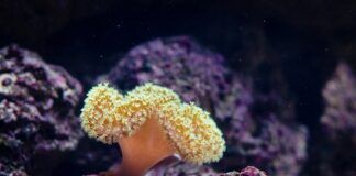 coralli, grande barriera corallina