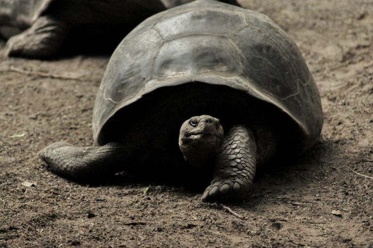 tartarughe-galapagos
