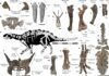 stegosauro, nuovo dinosauro, cile, coda ascia