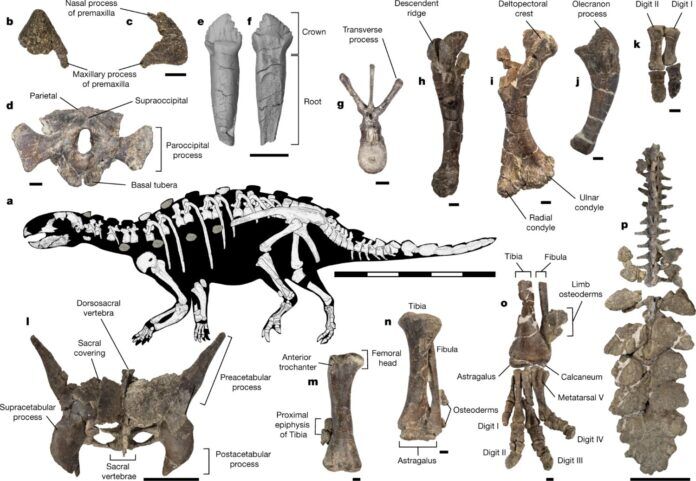 stegosauro, nuovo dinosauro, cile, coda ascia