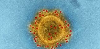 omicron-mutazione-ceppo-coronavirus