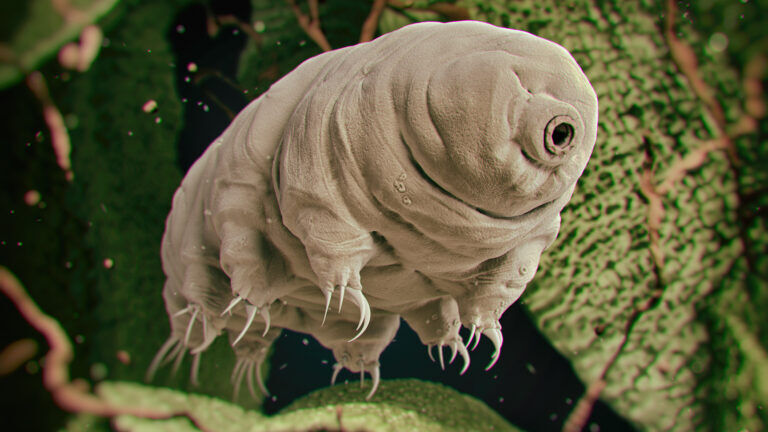 tardigrado-entangled