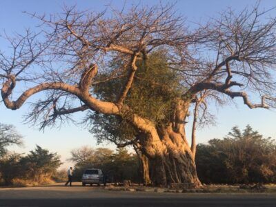 big tree