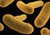 batteri-pericolosi-antibiotici-acqua